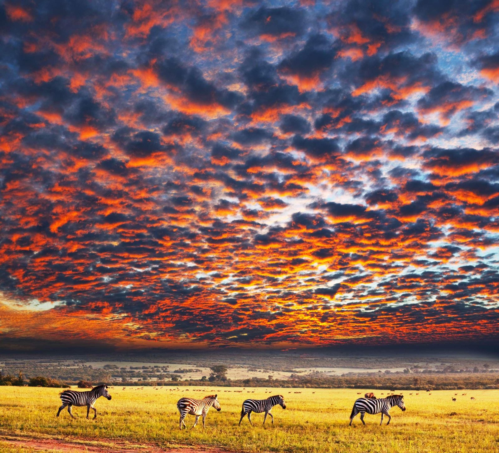 Discover the Magic of Serengeti